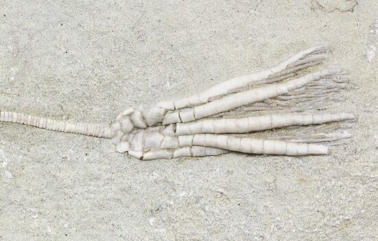 Scytalocrinus Crinoid With Long Stem - Indiana #55159